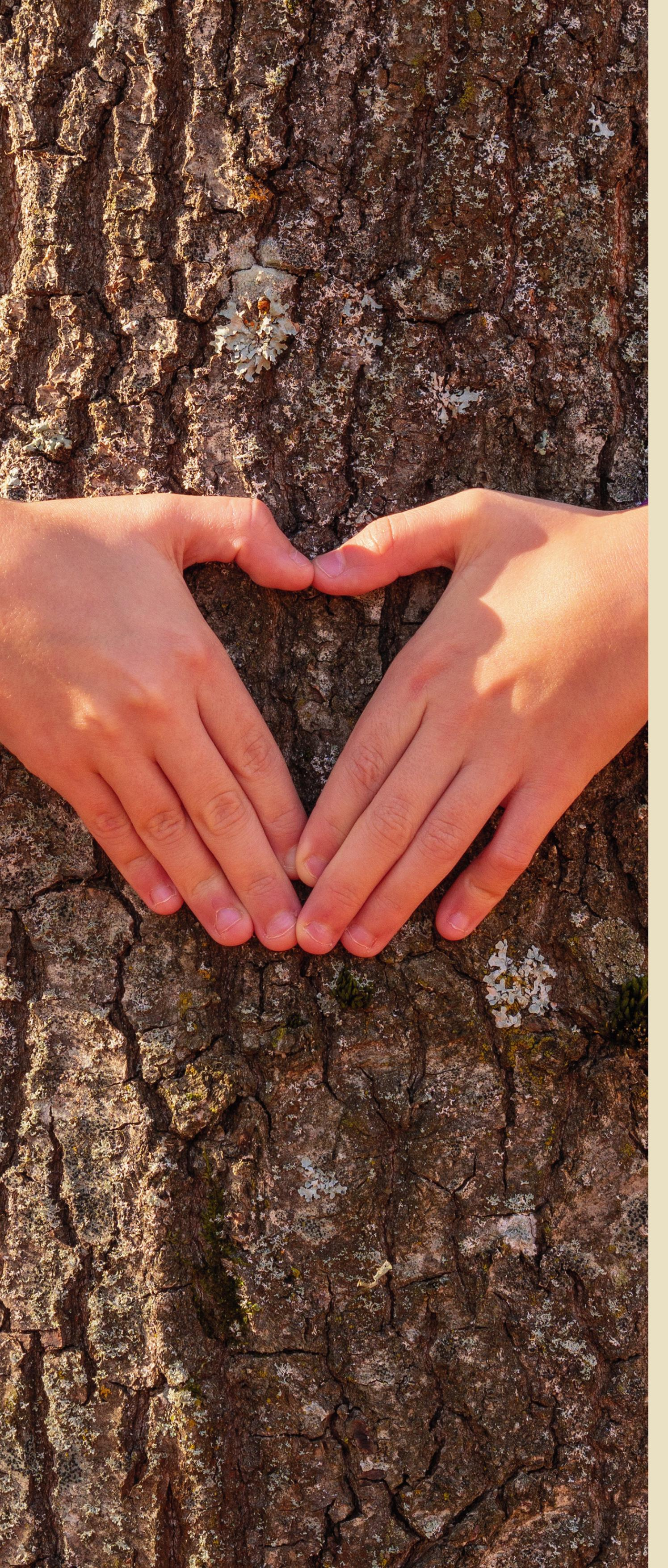 Human hands forming a heart shape around tree bark in sunlight