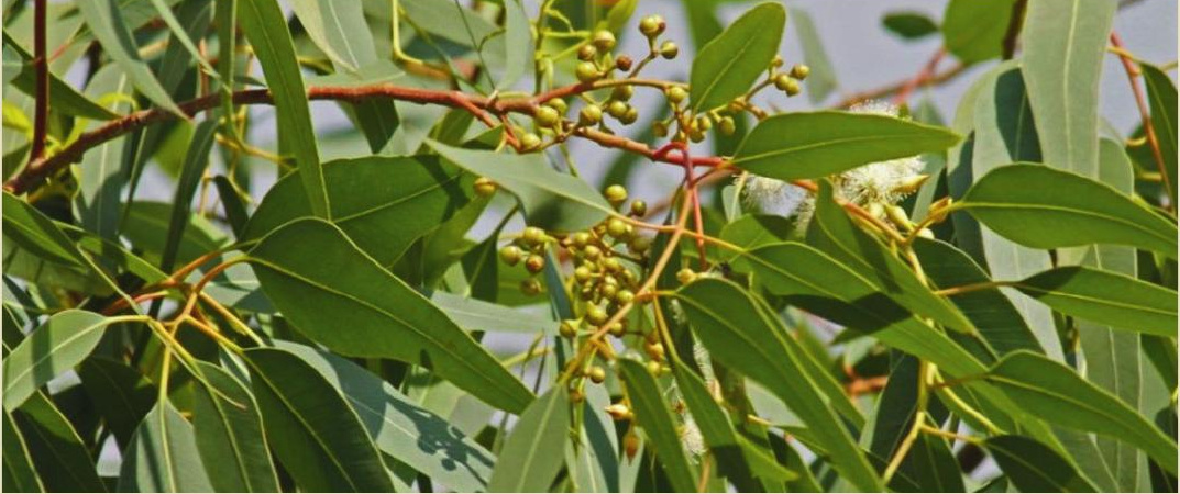 Lemon Eucalyptus botanical source for PMD active ingredient